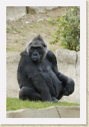 DSC_4316 Gorilla * 356 x 534 * (131KB)